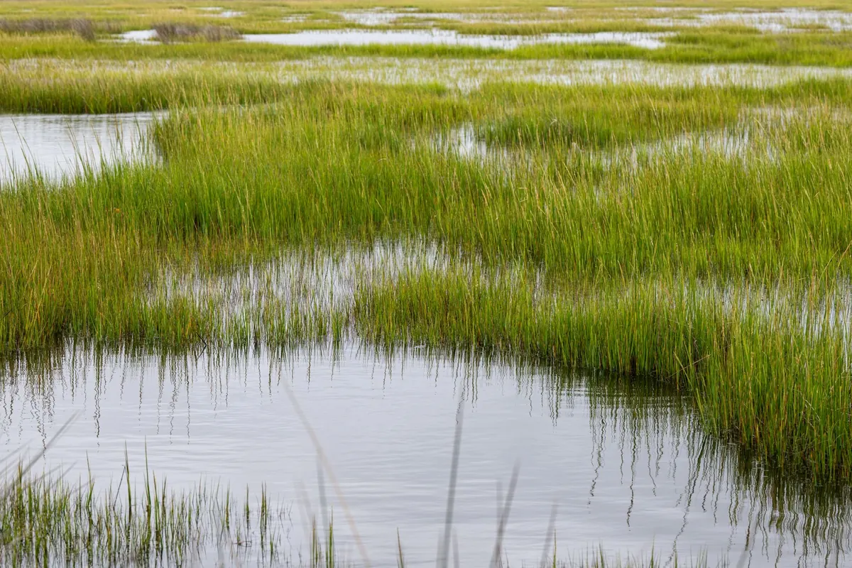 Ethical Wildlife Photography in Wetlands: How to Observe Without Disturbing