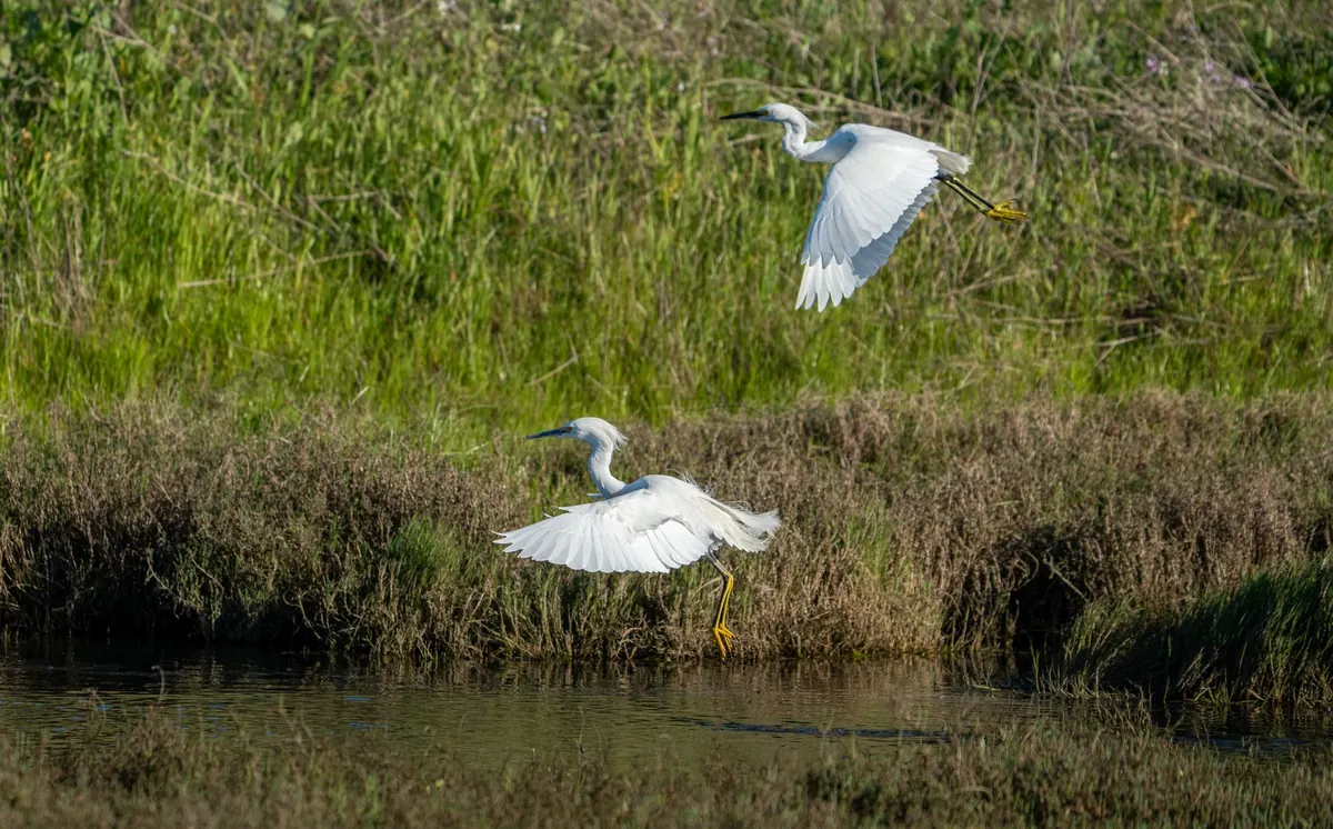 Fall Migration at the Marsh: How to Time Your Visit and What to Look For