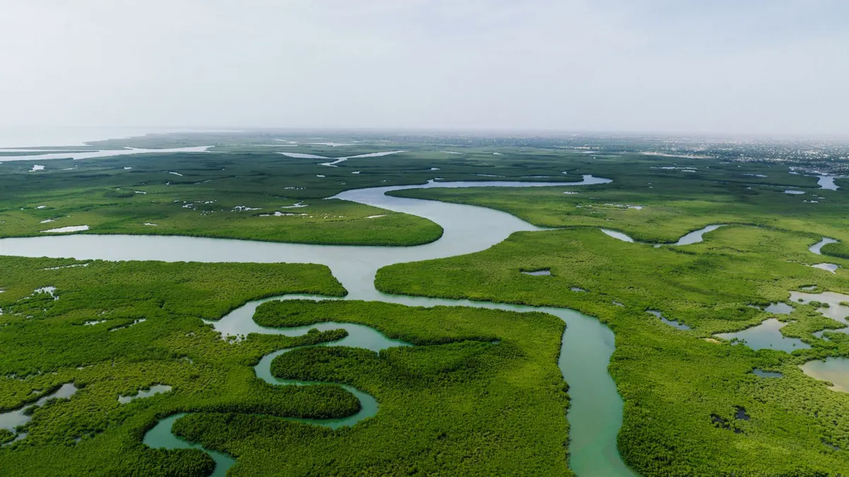 Freshwater Marsh vs. Salt Marsh: Key Differences and Where to Find Each