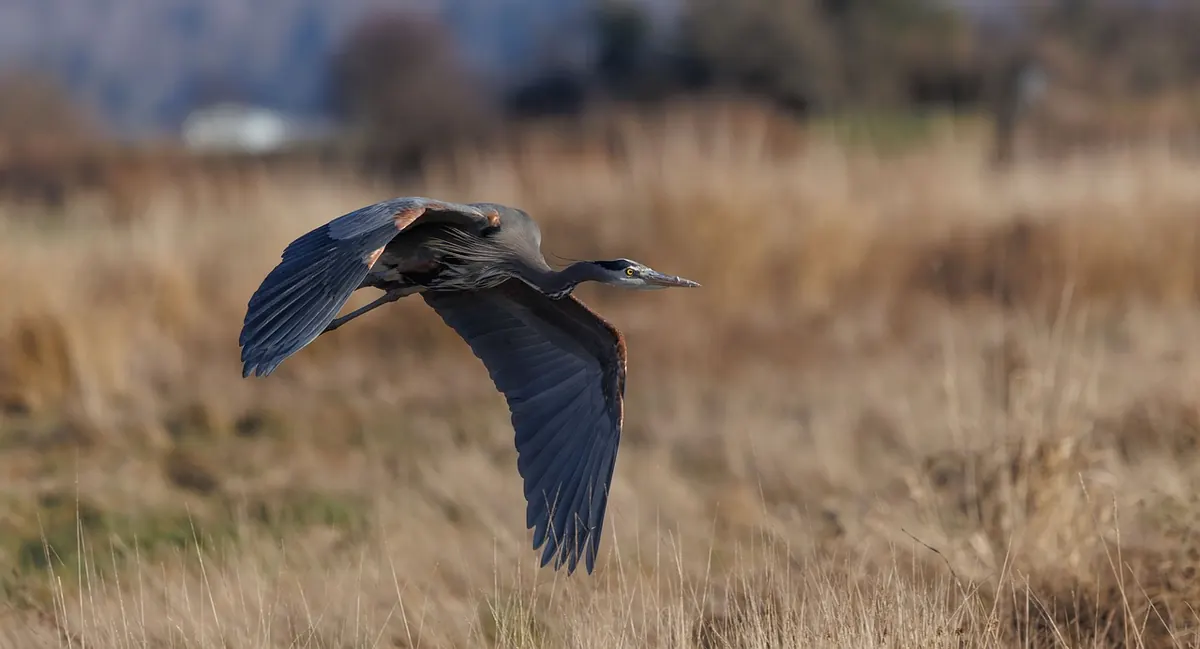 Marsh Birdwatching for Beginners: 10 Species to Identify by Sight and Sound