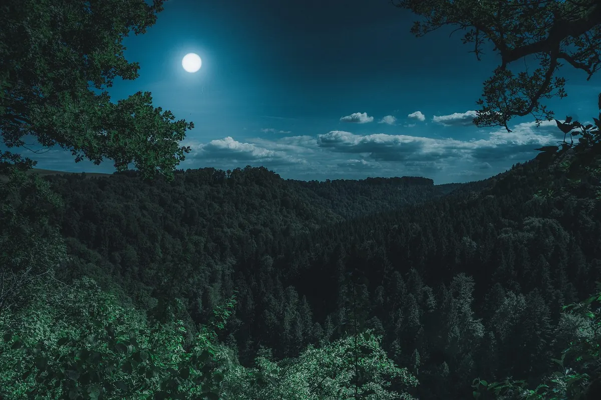 Nocturnal Marsh Exploration: How to Hear and See Wildlife After Dark