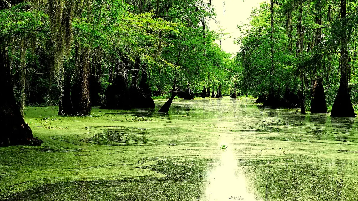 Reading Water Quality in a Marsh: A Beginner's Guide to Clarity, Algae, and Indicator Species