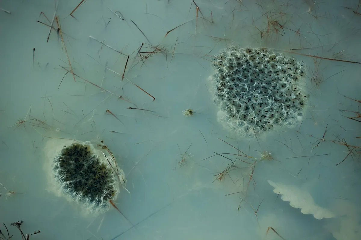 Spring Amphibian Quest: How to Find and Identify Frog and Salamander Eggs