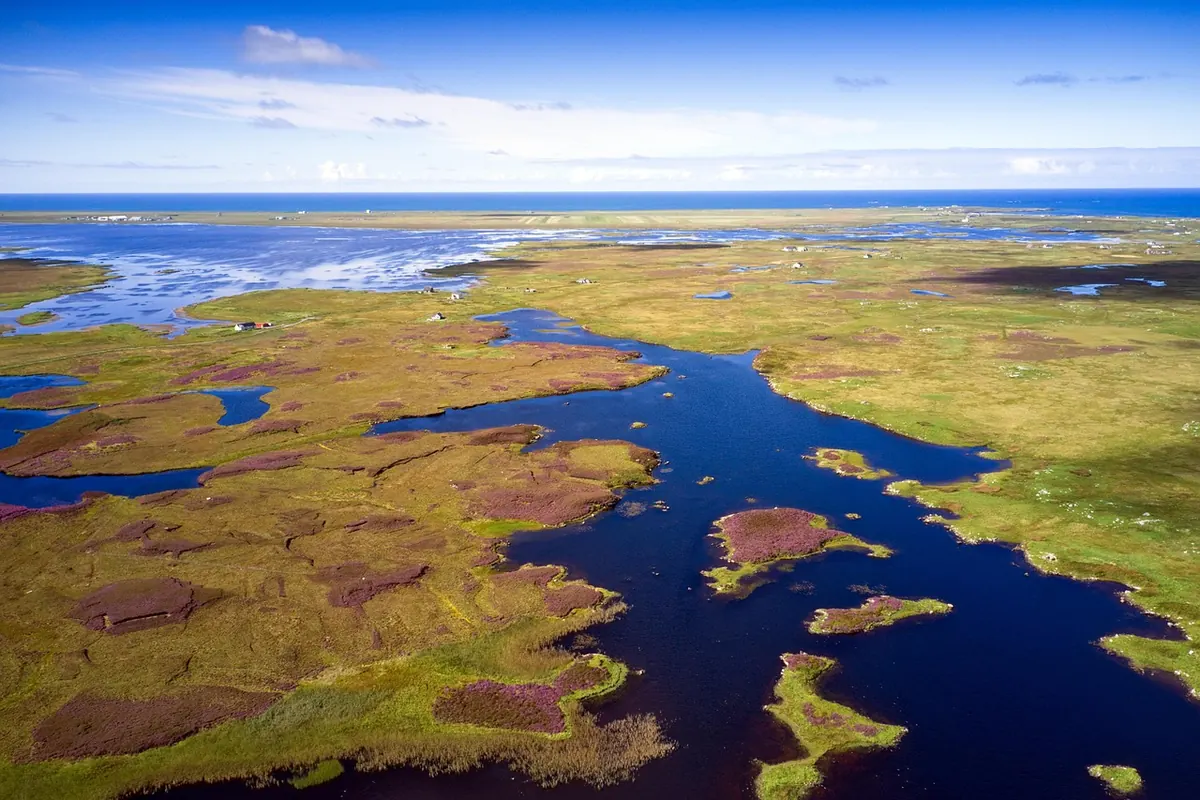 Why Wetlands Are Climate Heroes: Carbon Storage, Flood Control, and Biodiversity